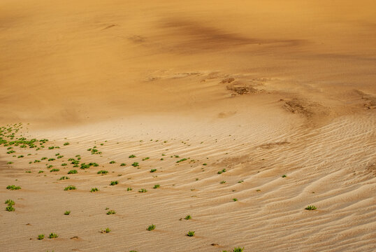 Expansive desert landscape with golden sand dunes