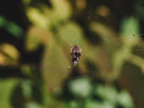 Spider resting in a intricate web with a soft focus green background in nature