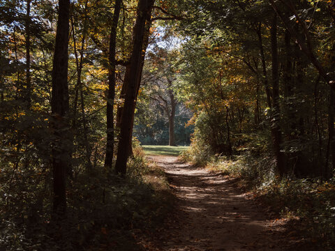 Sunlit dirt path winding through a dense autumn forest with lush trees and golden sunlight