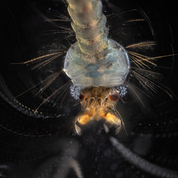 Head of a mosquito larva hanging below the water surface.