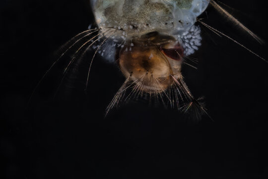 Head of a mosquito larva hanging below the water surface.