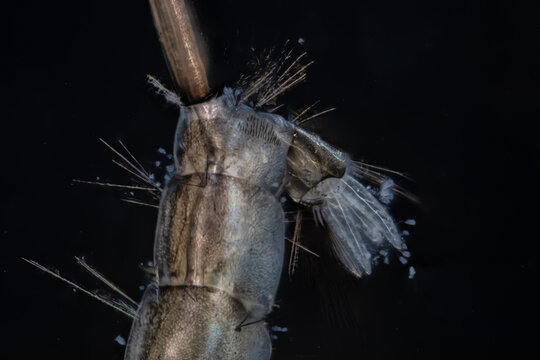 Posterior end of a mosquito larva tail.