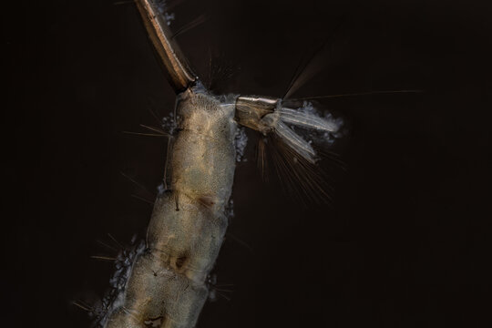 Posterior end of a mosquito larva tail.