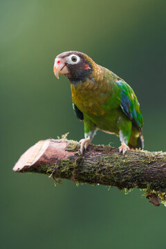 Brown-hooded parrot perching on a moss-covered branch
