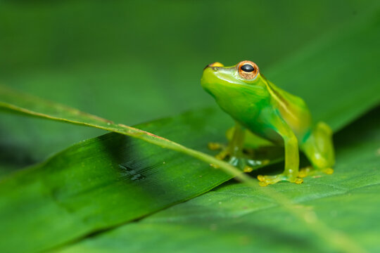Vibrant green tree frog resting on a broad leaf in a tropical