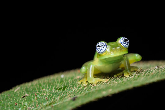 Glass frog on a leaf at night, showcasing translucent skin