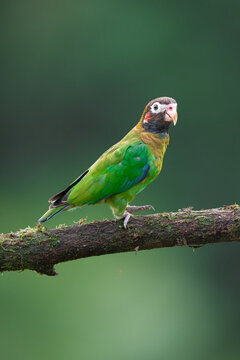 Brown-hooded parrot, a vibrant bird