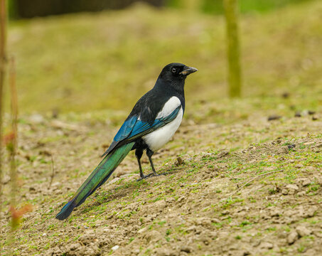 magpie bird on the ground