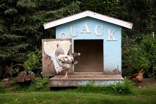 Rooster in a chicken coop