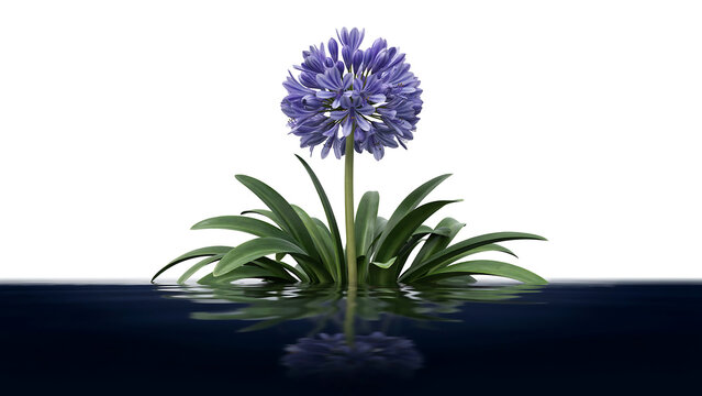 Purple agapanthus flower head with green foliage rising from dark water, showing ripples and reflection against a clean white studio background